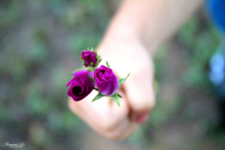 Purple Wildflowers