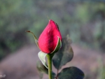 Red Rose Bud