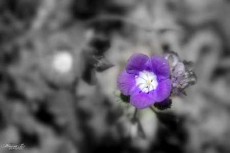 Purple Wildflower - texas, flower, wildflower, purple