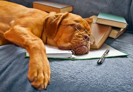 Bookworm - pen, glasses, funny, books, sleeping