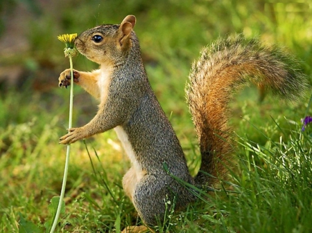 Flower Lover - grass, nature, squirrel, funny