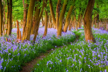 Blooming Forest - flowers, blossoms, path, springtime