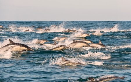 Dolphins in the Open Water (as they should be) - dolphins, ocean, animals, pacific