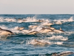 Dolphins in the Open Water (as they should be)