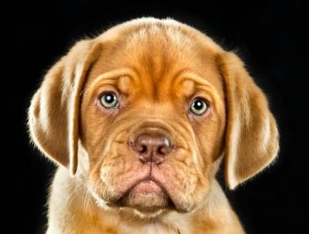 dogue de bordeaux puppy - puppy, adorable, dog, pet, dogue de bordeaux, cute