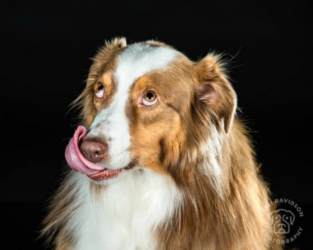 Cute collie - pet, puzzled, collie, cute, dog