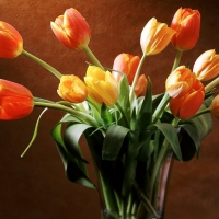 Beautiful Spring Tulips