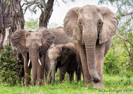 Elephants - baby elephant, elephant, jungle, zoo, wild life