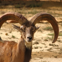 Magnificent horns of argali