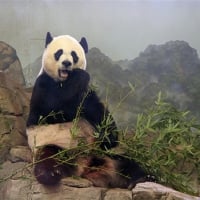 Sitting on the rock_Giant panda