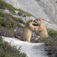 Lovable Marmots