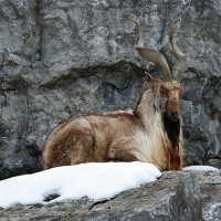 Markhor-on-the-rock