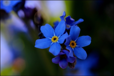 Starlight - nature, flowers, blue, forget me nots