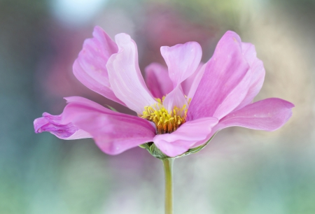 Simply Beautiful - flowers, nature, macro, splendor, pink flowers, petals, close up