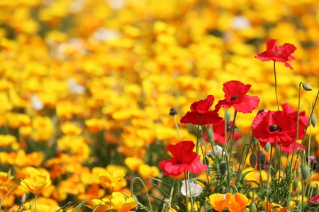 Flowers Field - bokeh, poppy, poppies, splendor, spring, yellow flowers, spring time, flowers, nature