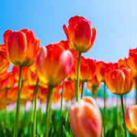 Field of Tulips