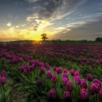 Tulips World