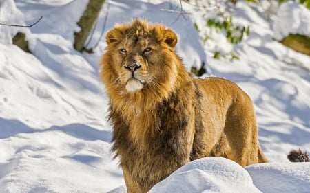 Lion - Lion, animal, lioness, king