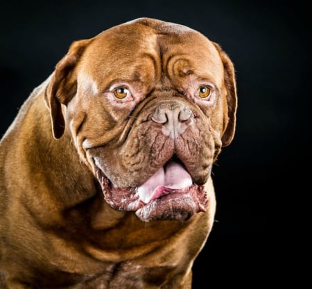 dogue de bordeaux - pet, dogue de bordeaux, portrait, dog