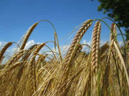 Wheat field - crops, august, wheat, harvest, field