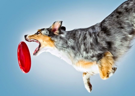 catching a frisbee - dog, pet, catch, frisbee