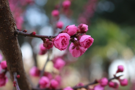 Spring - lovely, spring, nature, pink, beautiful, green, flowers, photo, cute, flower