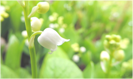 Spring - lovely, spring, nature, pink, beautiful, green, flowers, photo, cute, flower