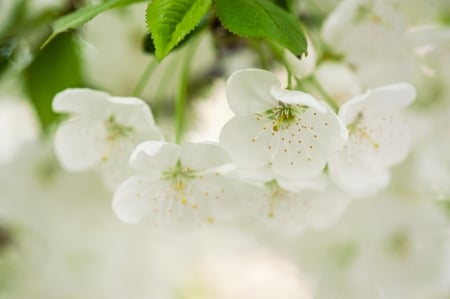 Spring - lovely, spring, nature, pink, beautiful, green, flowers, photo, cute, flower