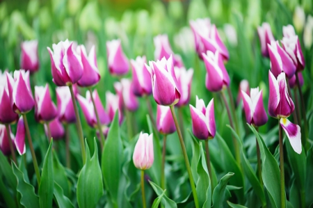 Tulips - lovely, spring, nature, pink, beautiful, green, flowers, photo, cute, flower