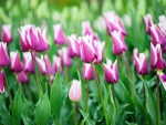 Tulips