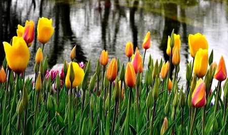 Tulips - lovely, spring, nature, pink, beautiful, green, flowers, photo, cute, flower