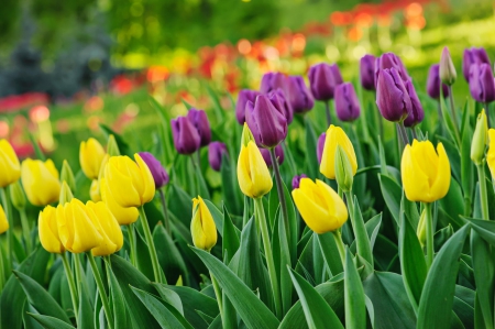 Tulips - lovely, spring, nature, pink, beautiful, green, flowers, photo, cute, flower