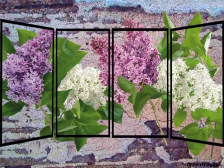 LILACS AT THE WINDOW - flowers, white, purple, lilacs