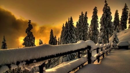 Winter Day - clouds, trees, winter, yellow, snow, night, forest, sunset, nature, cold, sky