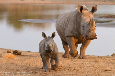 Rhinos - rhino, beautiful, rhinoceros young, wild life