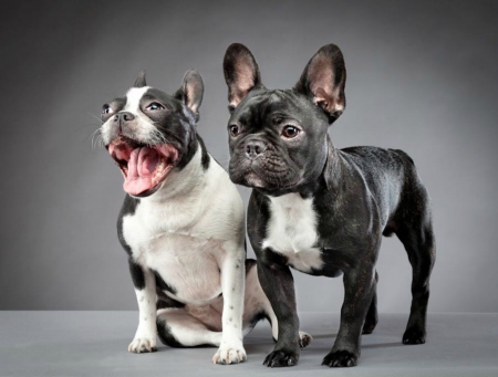 boston terrier