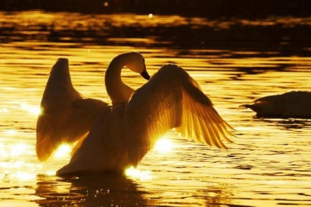 Swan - wings, swan, water, sun