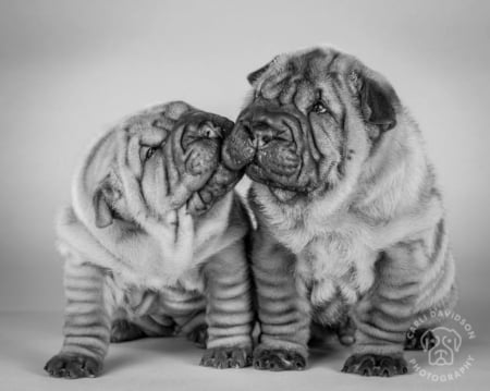 shar pei puppies - cute, shar pei, pet, puppy, dog