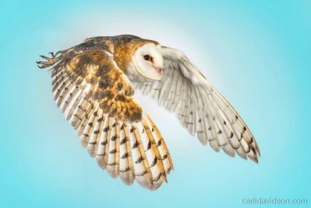 flying owl - flying, wings, owl, bird