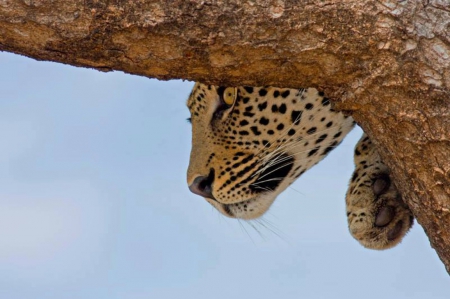 Leopard - leopard, big cat, zoo, stunning, wild life