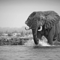 Stunning great elephant
