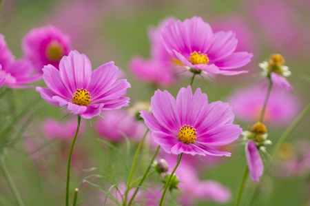 * Lovely flowers * - flowers, beautiful, spring, field, pink