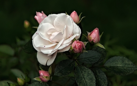 Rose - white, amazing, roses, pink