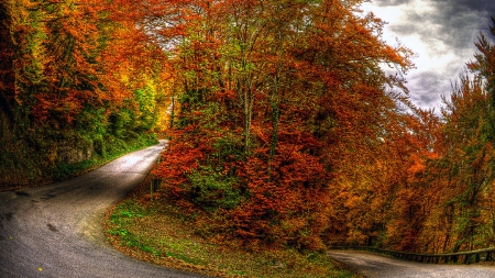 Country Road - autumn, amazing, trees, road