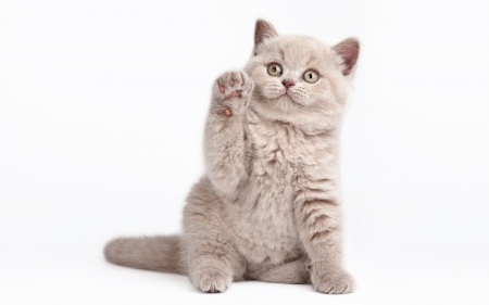 Hi! :) - animal, hello, cat, paw, hi