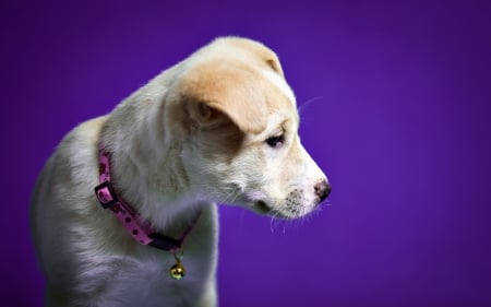 â™¥ - white, purple, puppy, dog, animal, cute