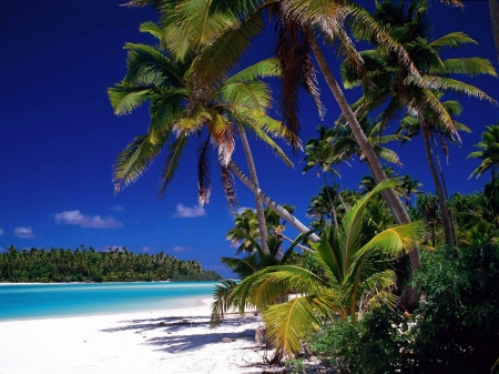 Tropical Beach - sand, palms, water, sea