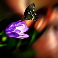 Butterfly on Purple Flower