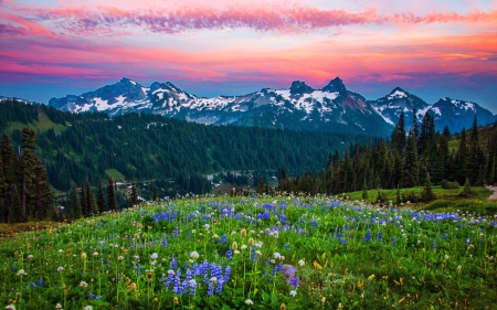 Mount Rainier - valley, sky, mountain, summer, field, meadow, lovely, rocks, rainier, pretty, clouds, beautiful, wildflowers