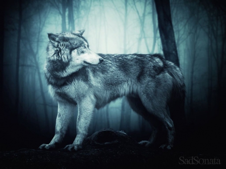 Blues - abstract, predators, wolf, manipulation, wilderness, night, forest, wild animals, dark, wolves, fantasy, art, wild, wallpaper